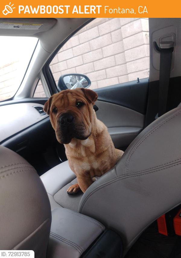Found/Stray Male Dog last seen Quil court by cherry and baseline , Fontana, CA 92336