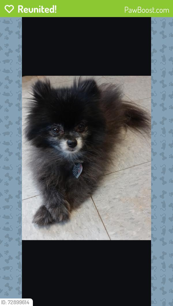 Reunited Female Dog last seen loop 299 near 43rd  At Home store, Lubbock, TX 79407