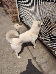 Found/Stray Female Dog last seen 52nd & Central, Los Angeles, CA 90011