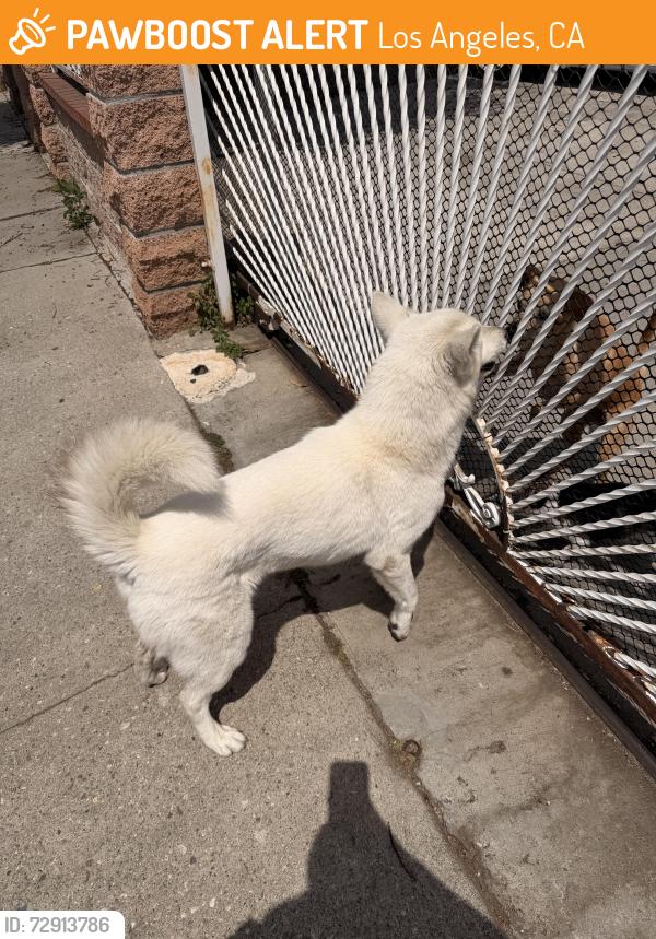 Found/Stray Female Dog last seen 52nd & Central, Los Angeles, CA 90011