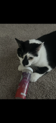 Lost Male Cat last seen Hemmeter / N Center Rd, Saginaw, MI 48603