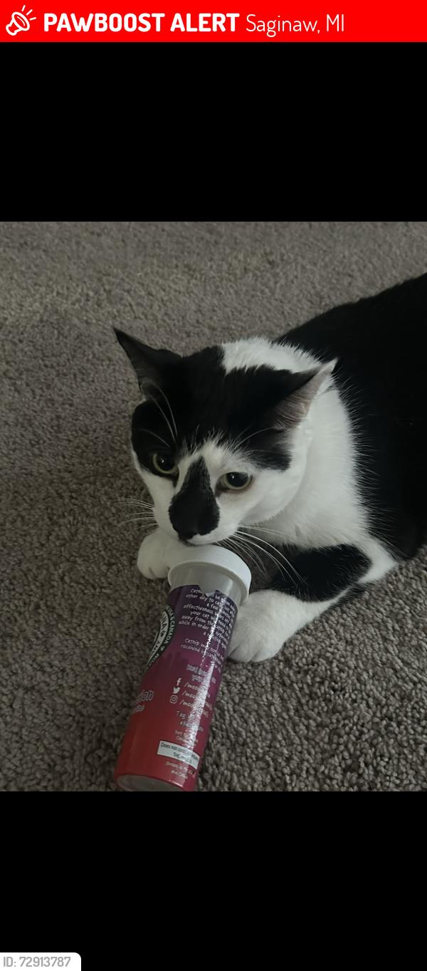 Lost Male Cat last seen Hemmeter / N Center Rd, Saginaw, MI 48603