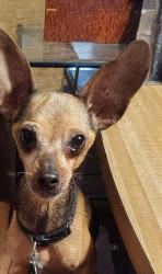 Lost Male Dog last seen Yale and Citrus Street, Bullhead City, AZ 86442