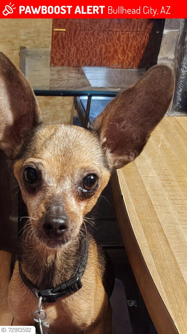 Lost Male Dog last seen Yale and Citrus Street, Bullhead City, AZ 86442