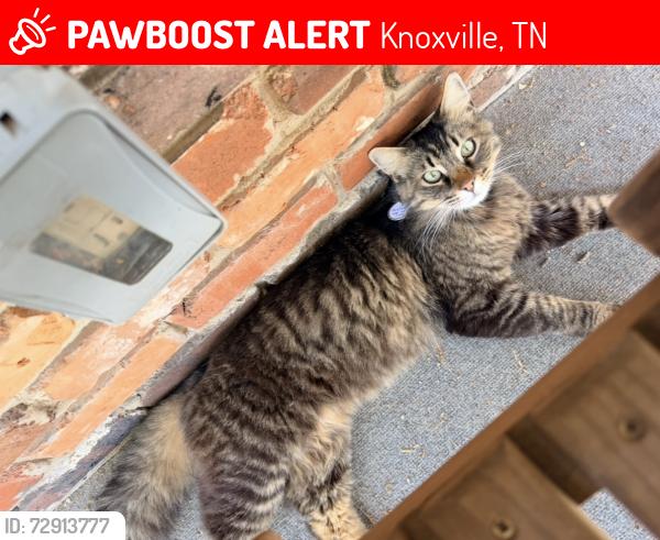 Lost Male Cat last seen Mt. Olive, Knoxville, TN 37920
