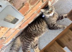 Lost Male Cat last seen Mt. Olive, Knoxville, TN 37920