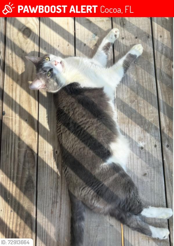 Lost Male Cat last seen Seahorse lane, Cocoa, FL 32927