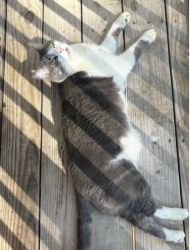 Lost Male Cat last seen Seahorse lane, Cocoa, FL 32927