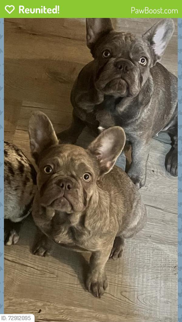 Reunited Female Dog last seen Sunglow, Victorville, CA 92392