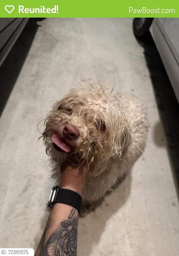 Reunited Male Dog last seen Hunters Ranch, San Antonio, TX 78245