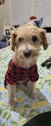 Reunited Female Dog last seen The orchards hilgenberg ln, Albuquerque, NM 87121