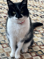 Lost Female Cat last seen Bramhall Moor Lane, Hazel Grove, England SK7