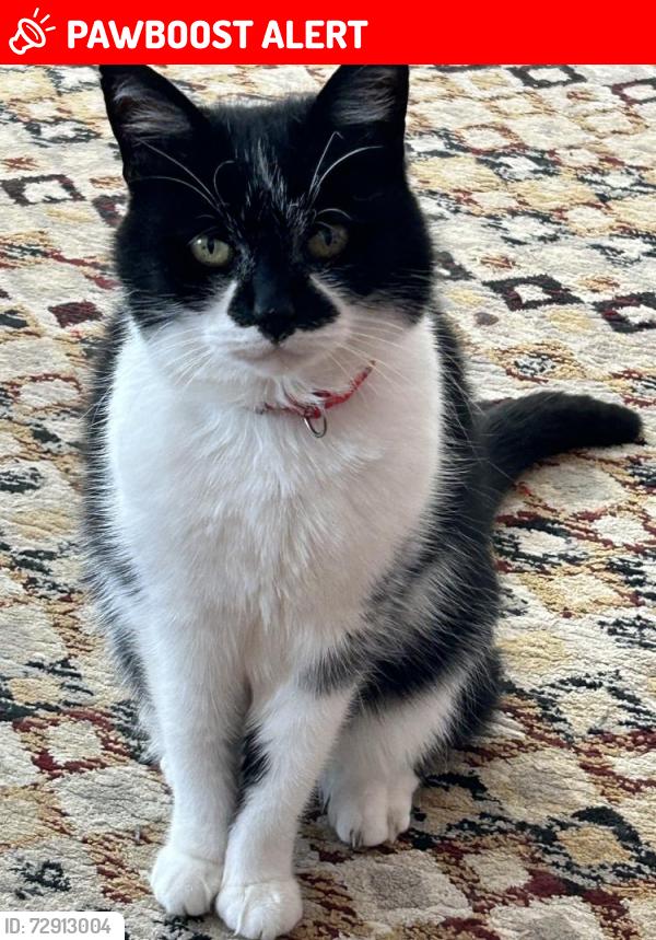 Lost Female Cat last seen Bramhall Moor Lane, Hazel Grove, England SK7