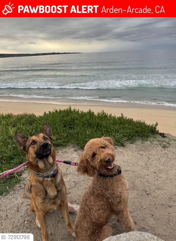 Lost Unknown Dog last seen Cottage Ave and Violet St, Arden-Arcade, CA 95864