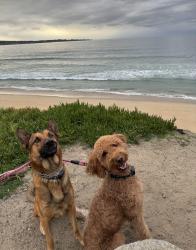 Lost Unknown Dog last seen Cottage Ave and Violet St, Arden-Arcade, CA 95864