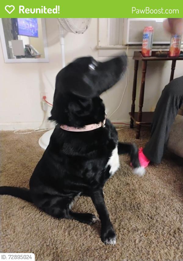 Reunited Female Dog last seen O'Reilly's 23rd Street Independence MO , Independence, MO 64055