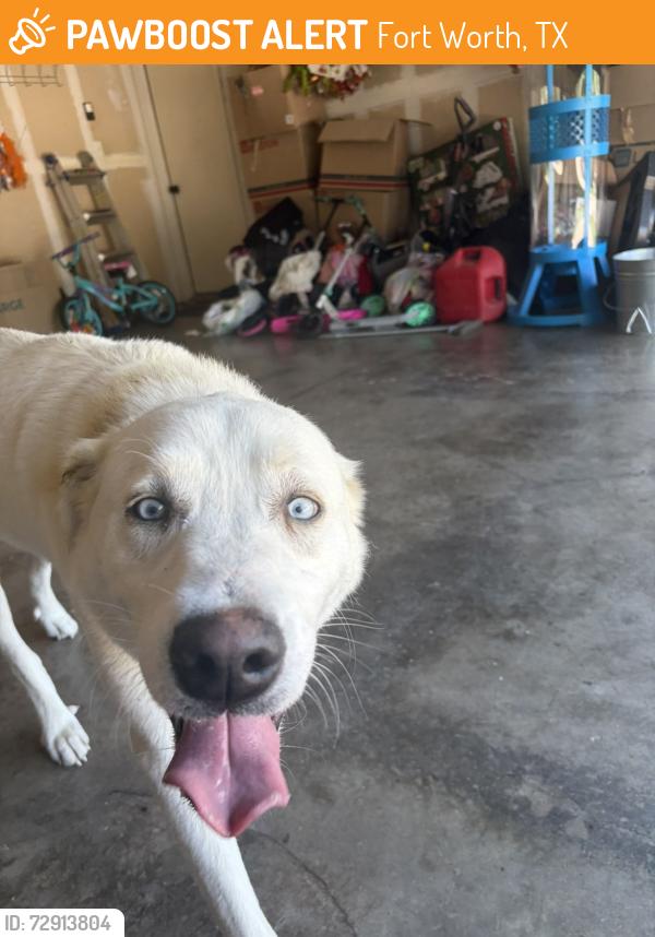 Found/Stray Male Dog last seen Chapel creek area, Fort Worth, TX 76108