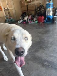 Found/Stray Male Dog last seen Chapel creek area, Fort Worth, TX 76108