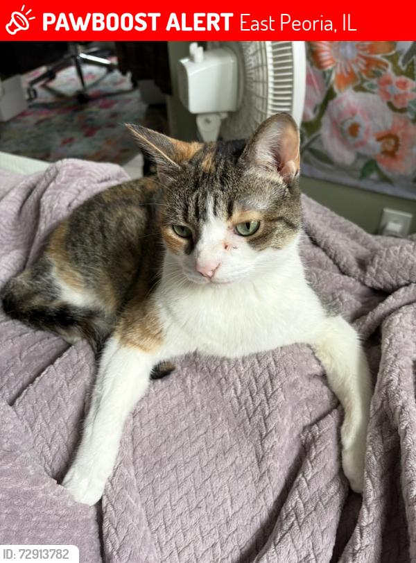 Lost Female Cat last seen Sun Valley apmts, East Peoria, IL 61611