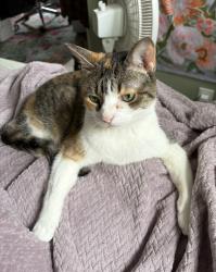 Lost Female Cat last seen Sun Valley apmts, East Peoria, IL 61611