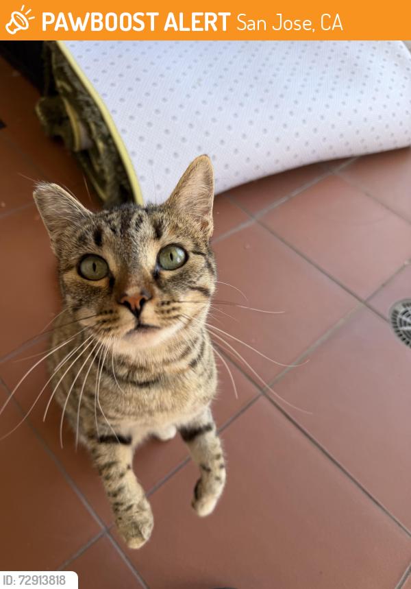 Found/Stray Male Cat last seen Ruby st San Jose ca, San Jose, CA 95121