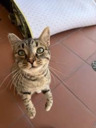 Found/Stray Male Cat last seen Ruby st San Jose ca, San Jose, CA 95121