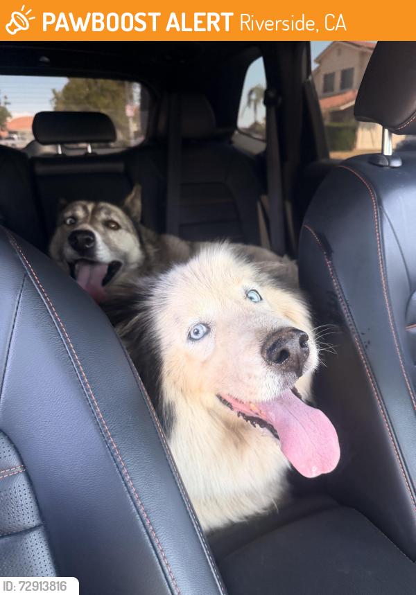 Found/Stray Unknown Dog last seen Doty park, Riverside, CA 92505