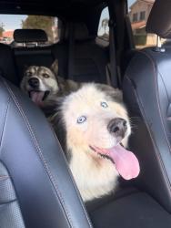 Found/Stray Unknown Dog last seen Doty park, Riverside, CA 92505