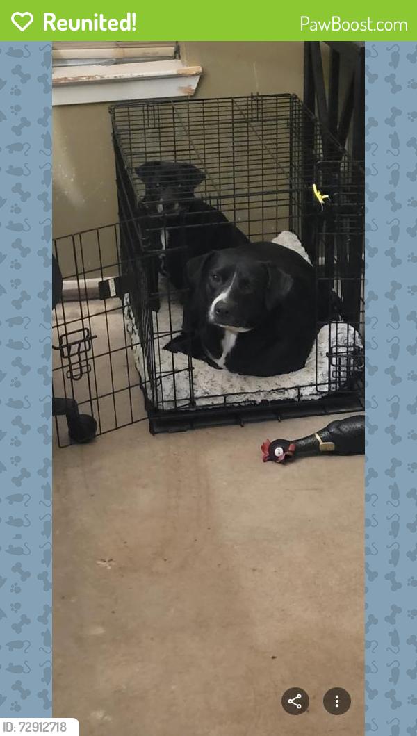 Reunited Male Dog last seen The small black chubby dog, Spring, TX 77373