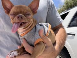 Reunited Male Dog last seen Near SW 82nd Ct, Miami, FL 33143, USA, Miami, FL 33143