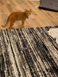 Lost Male Cat last seen Harding and 21st St., Indianapolis, IN 46202
