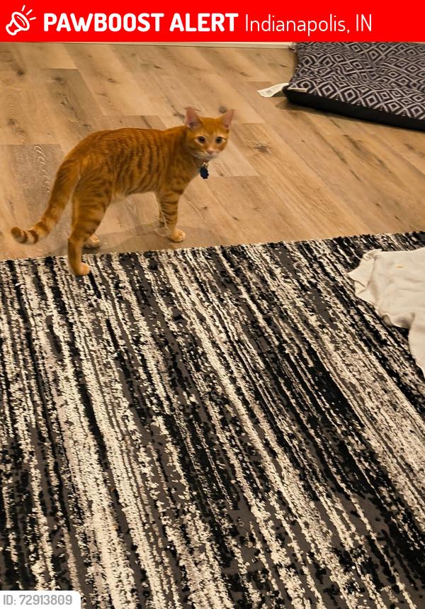Lost Male Cat last seen Harding and 21st St., Indianapolis, IN 46202