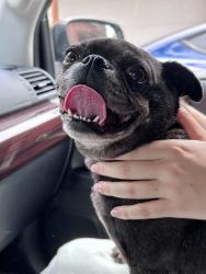 Reunited Female Dog last seen Cocalico Mennonite School, Texter Mountain Rd, PA 19551