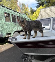 Lost Male Cat last seen SE River Road near Meldrum Bar., Milwaukee , Milwaukie, OR 97267