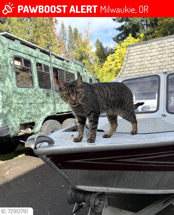 Lost Male Cat last seen SE River Road near Meldrum Bar., Milwaukee , Milwaukie, OR 97267
