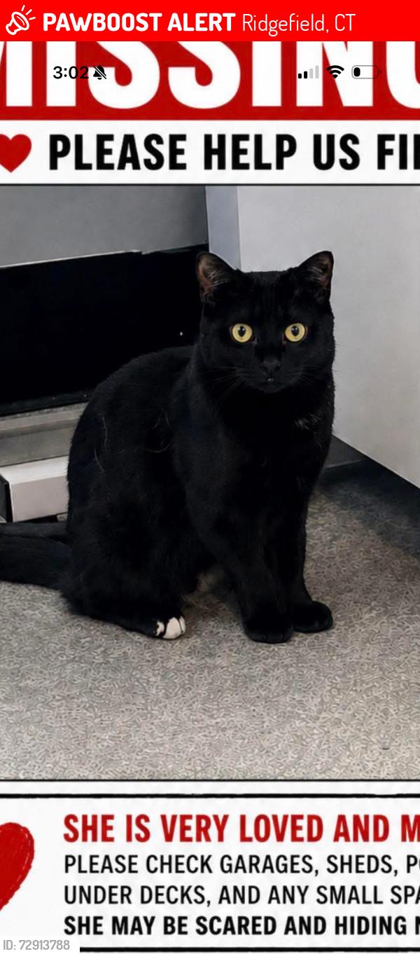 Lost Female Cat last seen Saw Mill Hill Ridgefield , Ridgefield, CT 06877