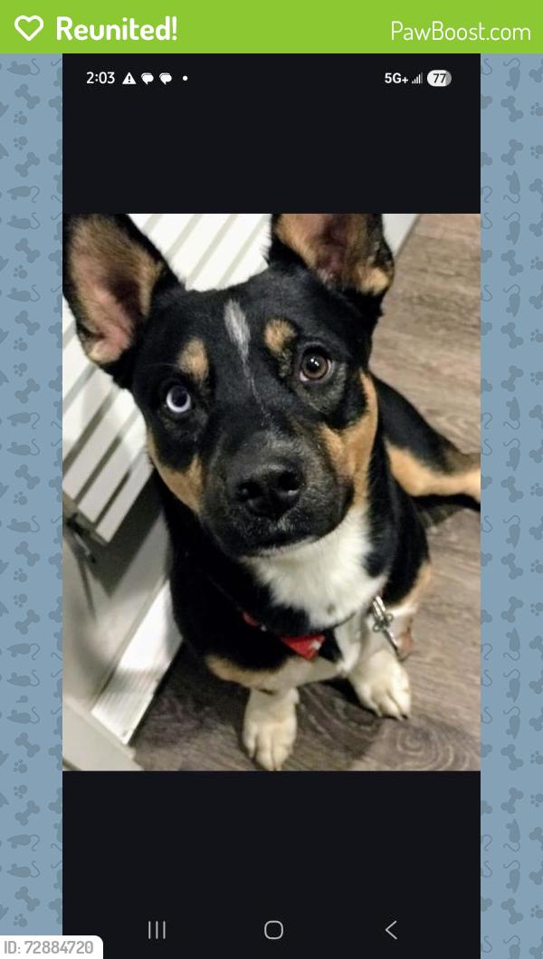 Reunited Male Dog last seen Near Birch Street. Canton, GA. :Paw Park