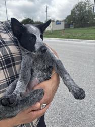 Reunited Female Dog last seen Rockwell & Gillete, San Antonio, TX 78224
