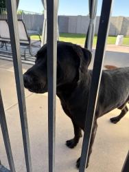 Reunited Male Dog last seen Adobe & 48th St, Mesa, AZ 85205