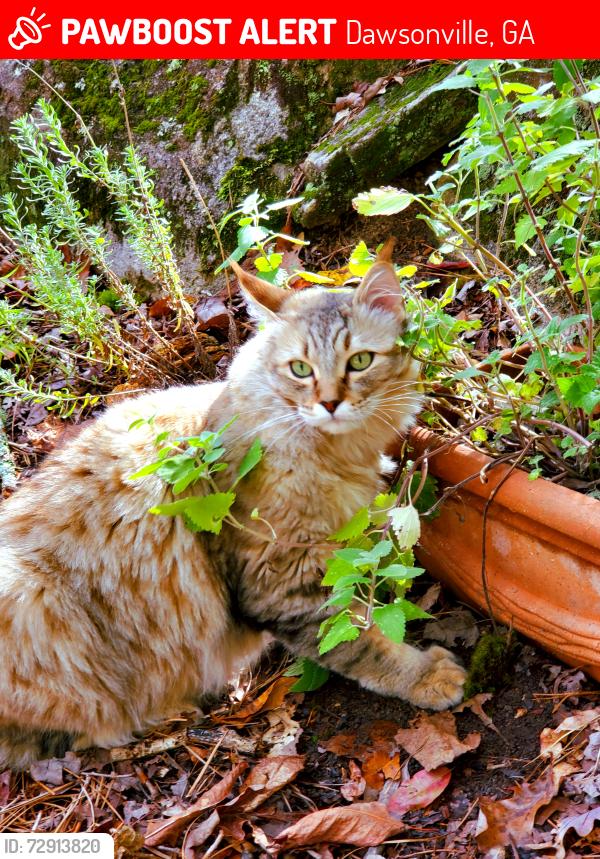 Lost Male Cat last seen Etowah river/Thompson rd, Dawsonville, GA 30534