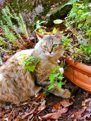 Lost Male Cat last seen Etowah river/Thompson rd, Dawsonville, GA 30534
