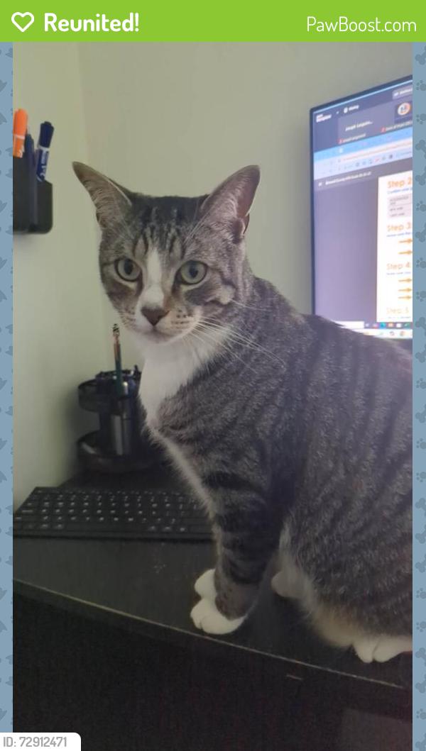 Reunited Male Cat last seen Near NW 13th St, Boca Raton, FL 33486, USA, Boca Raton, FL 33486
