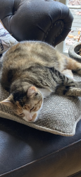 Reunited Female Cat last seen Kennesaw Due West Road, Kennesaw, GA 30152