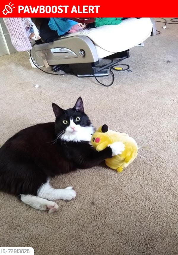 Lost Male Cat last seen James, Grant, Iowa, 3rd, Hanford , East Wenatchee, WA 98802