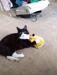 Lost Male Cat last seen James, Grant, Iowa, 3rd, Hanford , East Wenatchee, WA 98802