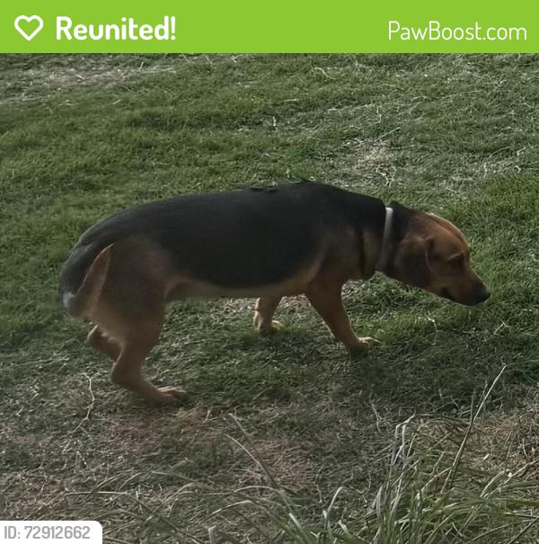 Reunited Female Dog last seen Pack Saddle Pass and 1750, Abilene, TX 79602
