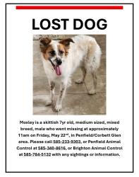 Reunited Male Dog last seen Crittenden Road, Penfield, NY 14526