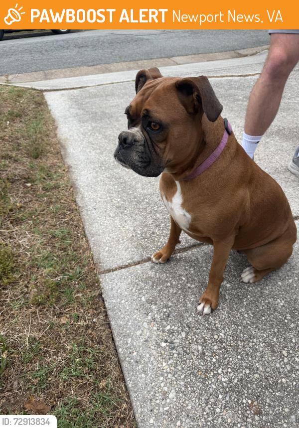 Found/Stray Female Dog last seen Trails lane and woodcreek dr , Newport News, VA 23608