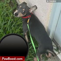 Reunited Male Dog last seen Tuscanny, Spring Hill, FL 34608