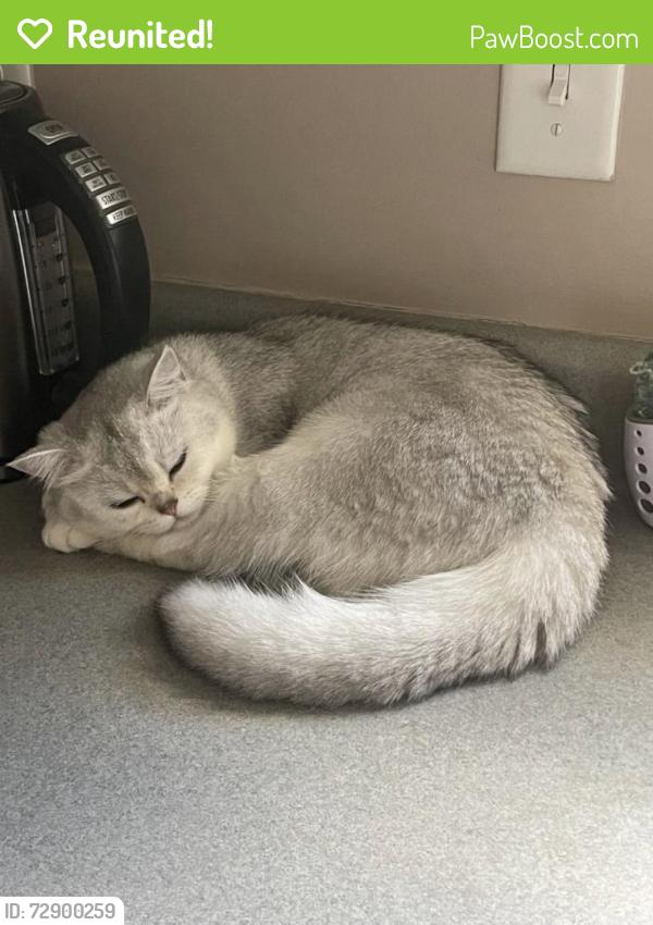 Reunited Female Cat last seen Acton cir, moody ave, monte vista rd, Candler, NC 28715